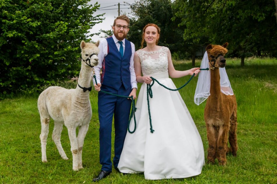 bride and groom holding two alpacas