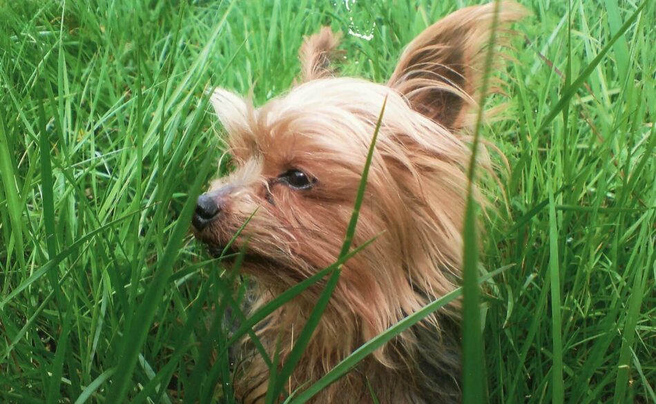yorkshire terrier in high grass