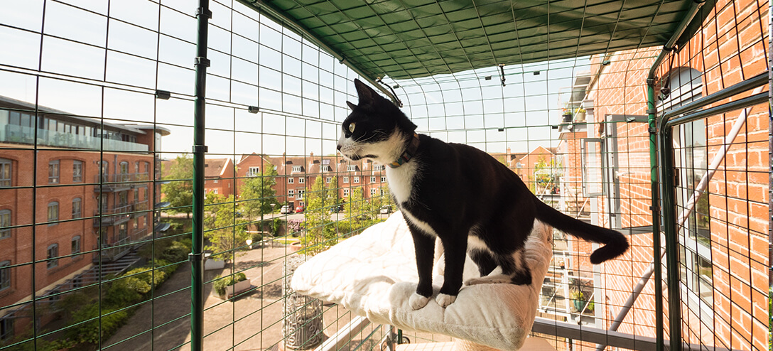 Black and white cat in balcony catio enclosure
