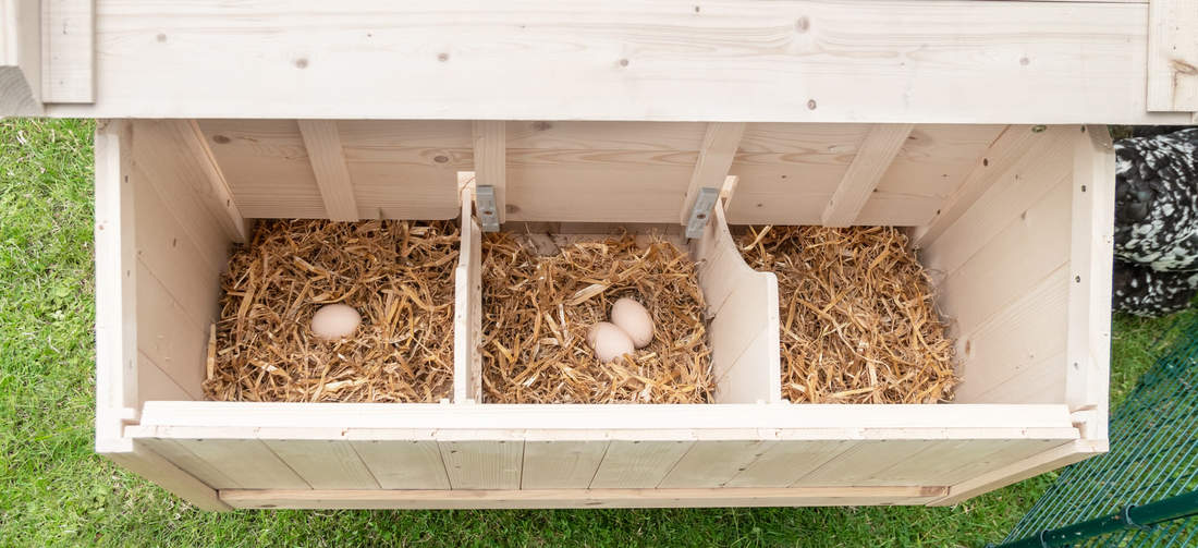 Groot houten kippenhok vrije uitloop nestkast met eieren