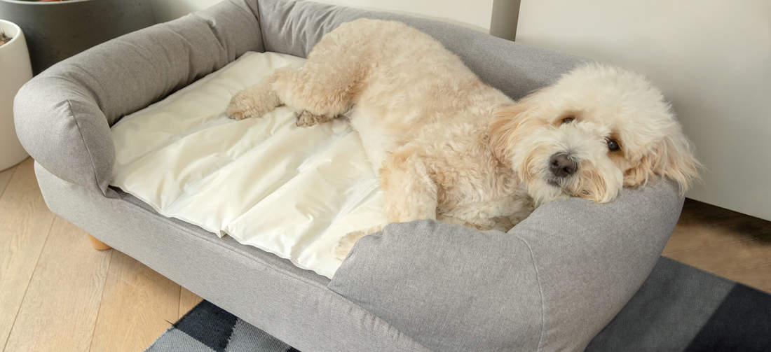 Hond rust uit op een koelmat bovenop een Bolster bed