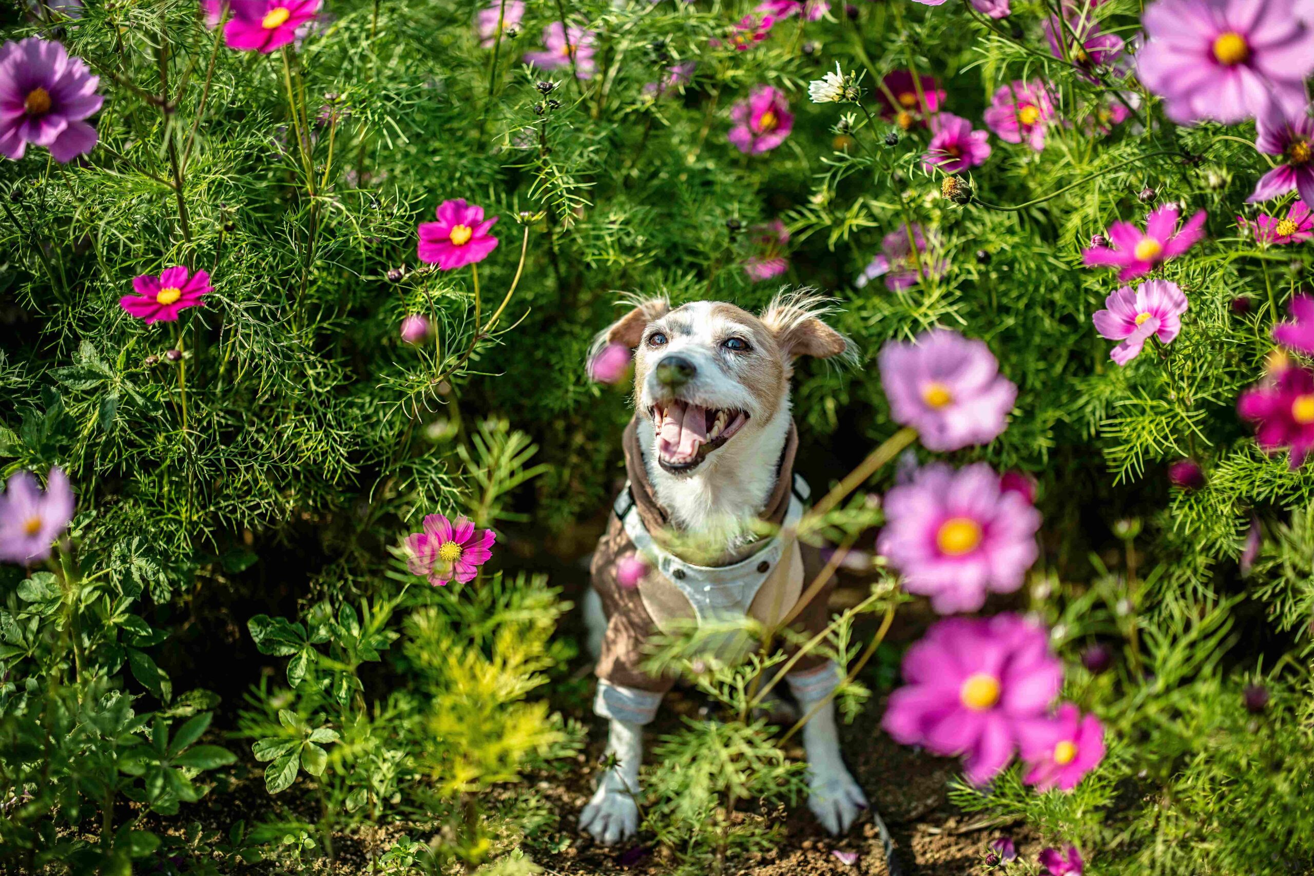 Een hond buiten, omgeven door bloemen