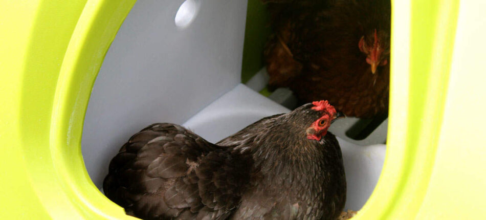 Hens nesting in Omlet Eglu Classic Chicken Coop