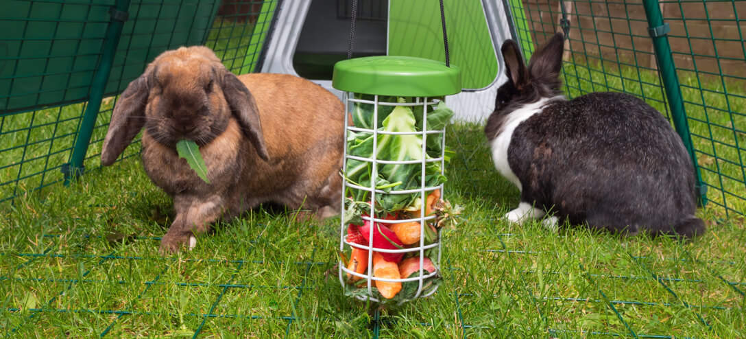 https://blog.omlet.co.uk/wp-content/uploads/sites/9/2022/02/Rabbits-hopping-around-their-Omlet-Caddi-Treat-Holder.jpg