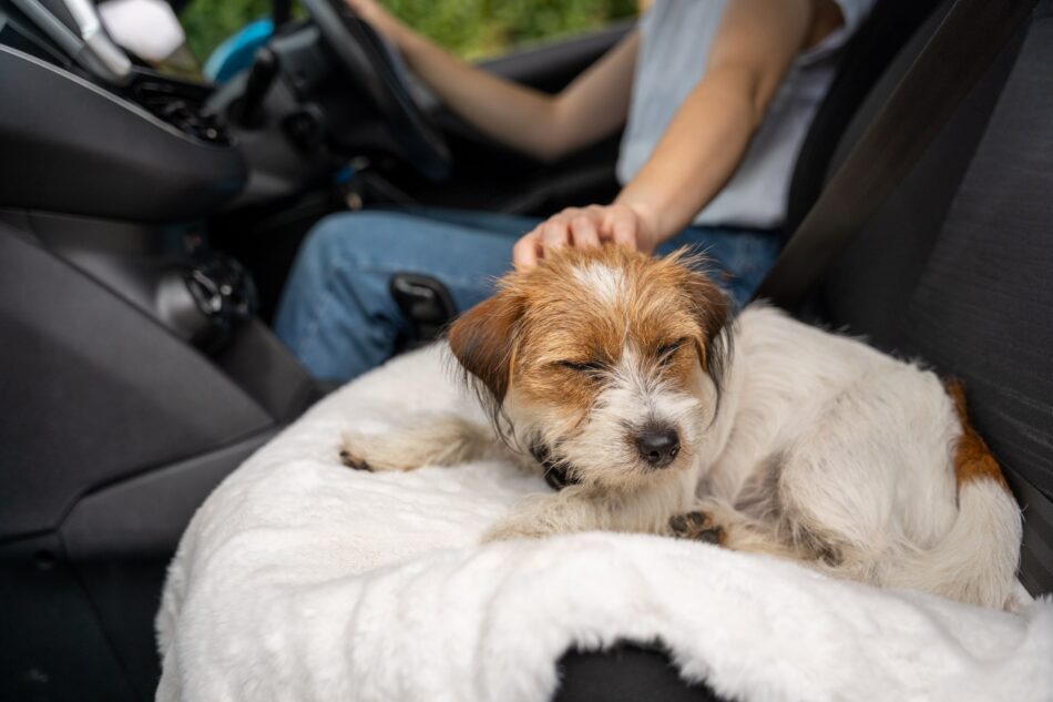 Terrier asleep in the car on the Omlet Luxury Faux Sheepskin Dog Blanket