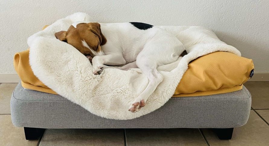 dog on beanbag dog bed with dog blanket