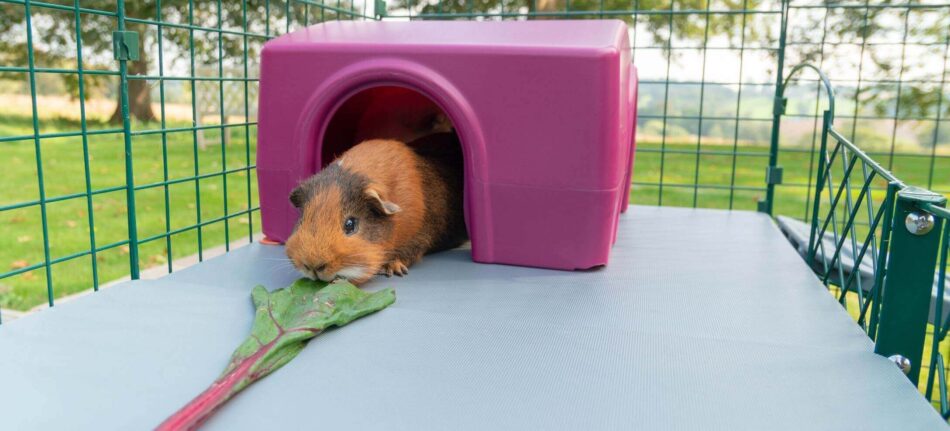 Guinea Pig eating Chard in Omlet Purple Zippi Shelter on Zippi Guinea Pig Platforms in Omlet Zippi Guinea Pig Playpen