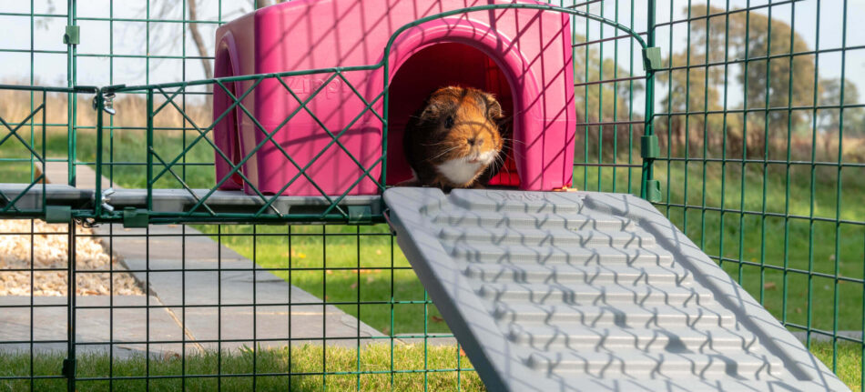 guinea pig peeking out of an omlet guinea pig shelter on top of a omlet zippi guinea pig platform