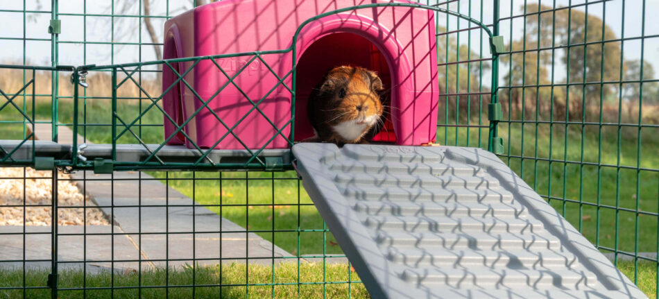 cavia kijkt uit een omlet schuilhuisje voor cavia's bovenop een omlet zippi cavia-vide