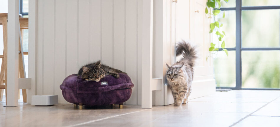 Two cats and a purple cat bed in a kitchen