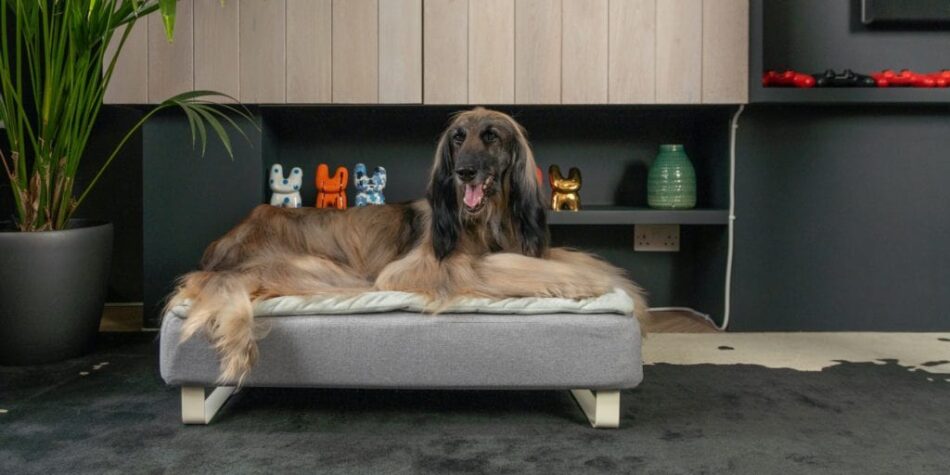 Afghan Hound liggend op een grijze Omlet Topology hondenmand met quilted topper