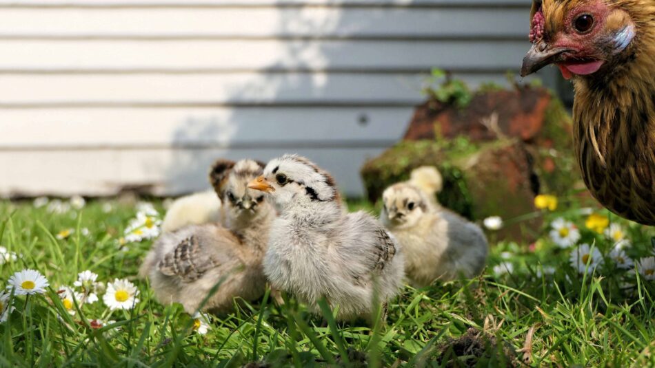 Baby chicks outside on grass with mother hen