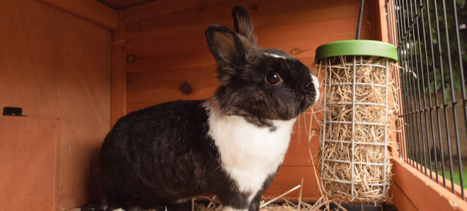 Zwart-wit konijn dat eet uit een Caddi snackhouder voor konijnen