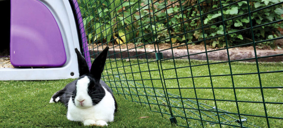 Black and white rabbit lying outside with purple Eglu Go Rabbit Hutch