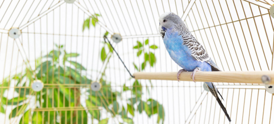 Blue budgie perched in Omlet Geo Bird Cage