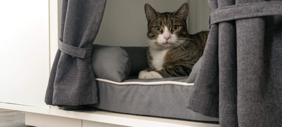 Cat resting in Maya Nook cat bed furniture 