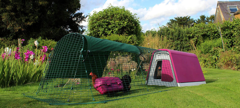 Chickens outside in their pink Omlet Eglu Go Chicken Coop and run