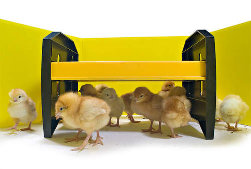 Chick in Chick Enclosure Panels Set of 8