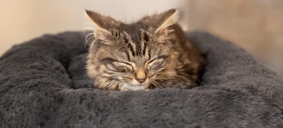 Kitten sleeping in the soft raised Maya Donut Cat Bed earl grey