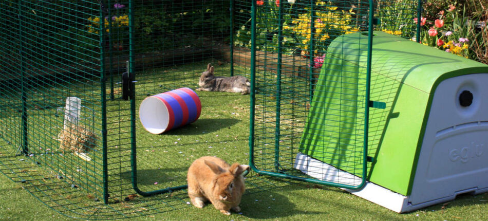 Rabbits outside in their Omlet Outdoor Rabbit Hutch next to their Eglu Go Rabbit Hutch