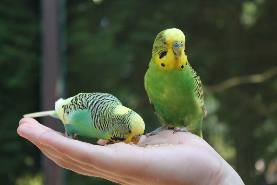 Two green and yellow parakeets in a hand