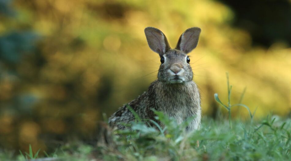 Brown wild rabbit in amongst a grassy landscape 