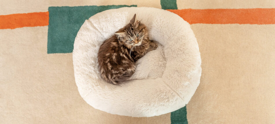 Komfortables kleines Kätzchen liegt eingekuschelt auf einem weißen Maya Donut Katzenbett