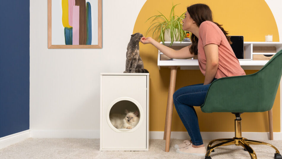 un gatto bianco dentro alla sua casetta maya e un gatto grigio seduto in cima coccolato da un genitore umano