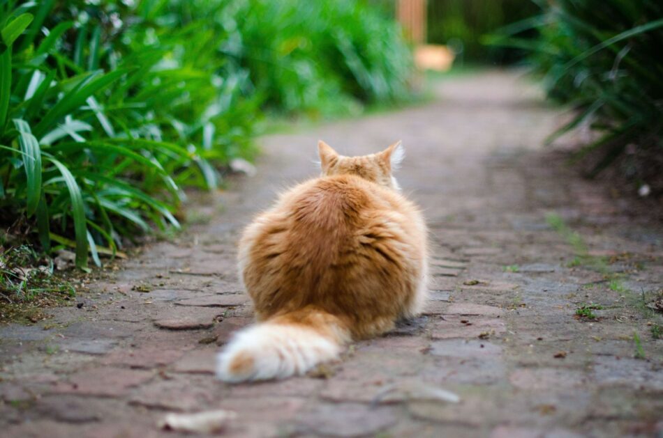 nieuwsgierige rode kat staat op het punt de tuin te verkennen