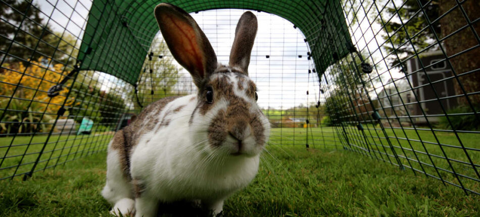 bruin-wit konijn voor een groene omlet eglu go in een konijnenren met anti-tunnelbodem