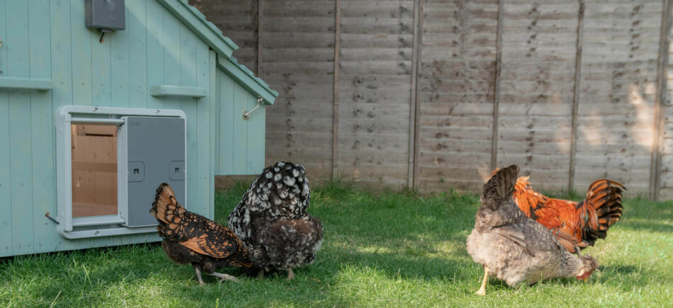  group of chickens outside wooden chicken coop with Omlet automatic chicken coop door