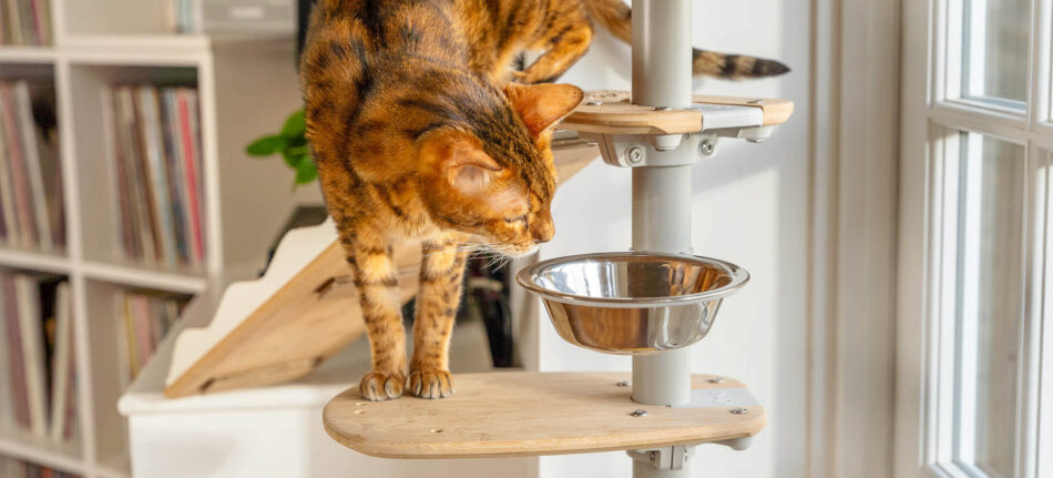 chat d’intérieur qui regarde les friandises dans sa gamelle de nourriture sur l’arbre à chat d’intérieur freestyle