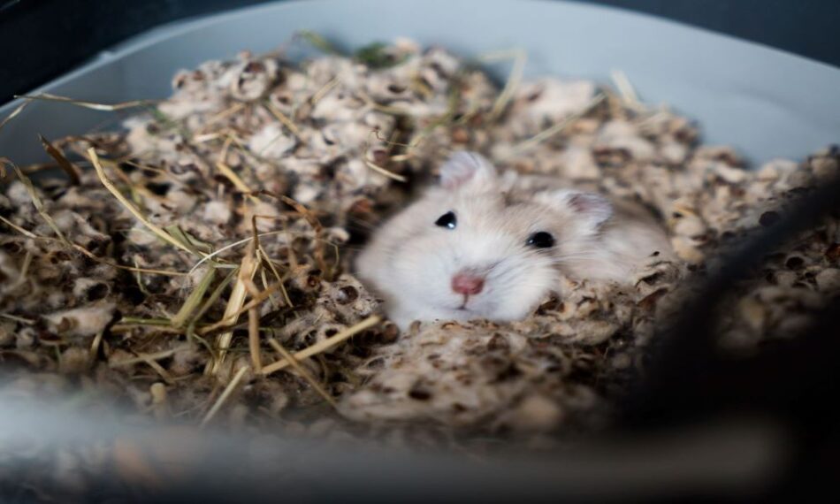 Verschlafener weißer Hamster mit schwarzen Augen und langen Schnurrhaaren, der sich in die gemütliche Hamstereinstreu eingekuschelt hat