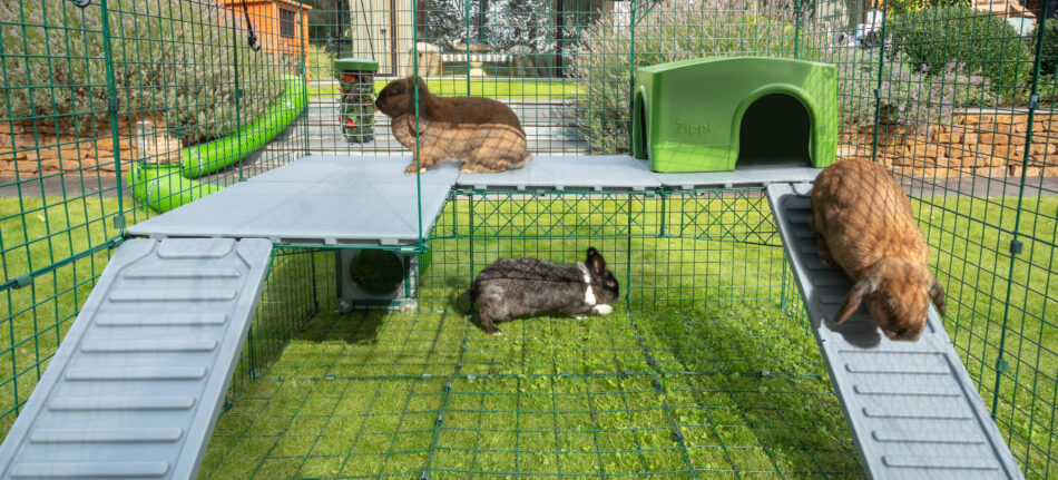 Three playful rabbits exploring zippi rabbit run platforms in double height zippi run