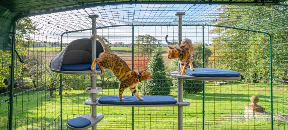 due gatti esplorano il palo per gatti da esterno personalizzabile freestyle all’interno del catio omlet