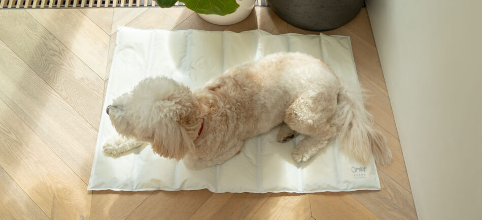 Dog lying down on Omlet Memory Foam Cooling Mat for Dogs