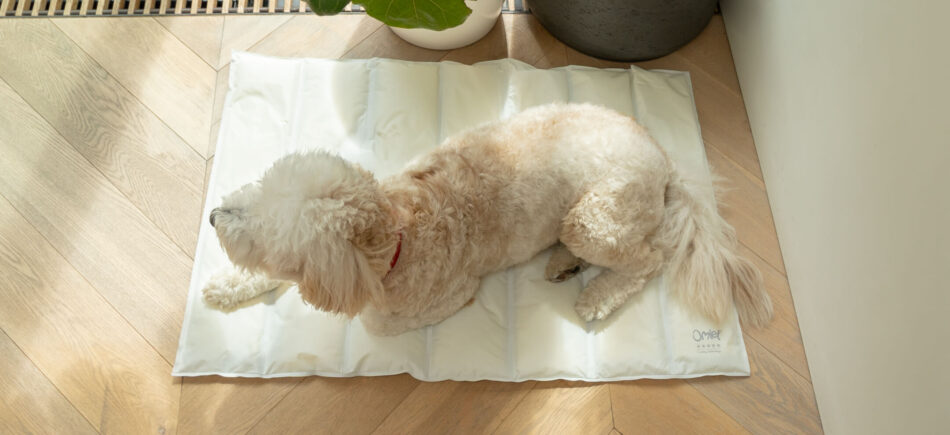 https://blog.omlet.co.uk/wp-content/uploads/sites/9/2022/04/Dog-lying-down-on-Omlet-Memory-Foam-Cooling-Mat-for-Dogs-950x435.jpg