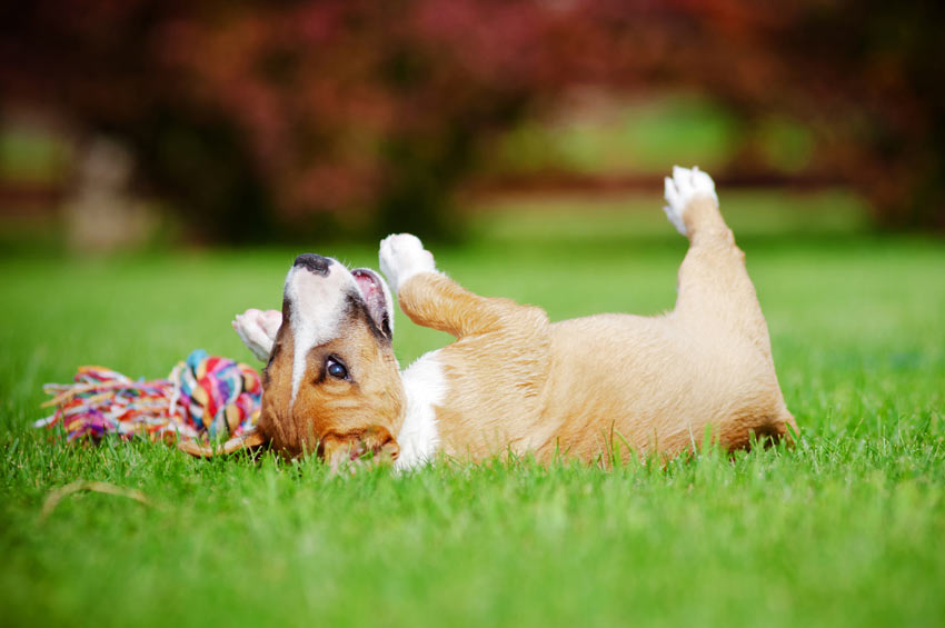 Dog rolling around on grass playing with a toy in summer
