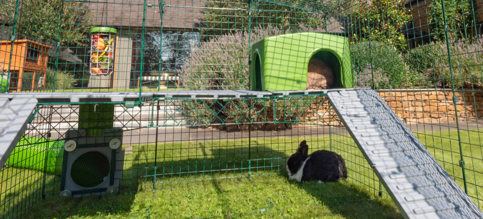 Konijnen schuilen in een Zippi konijnenschuilhuisje met een hangende Caddi snackhouder voor konijnen
