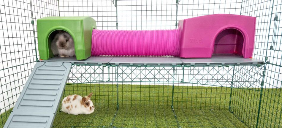 Rabbits playing in Zippi Play Tunnels and on their Zippi Rabbit Run Platforms