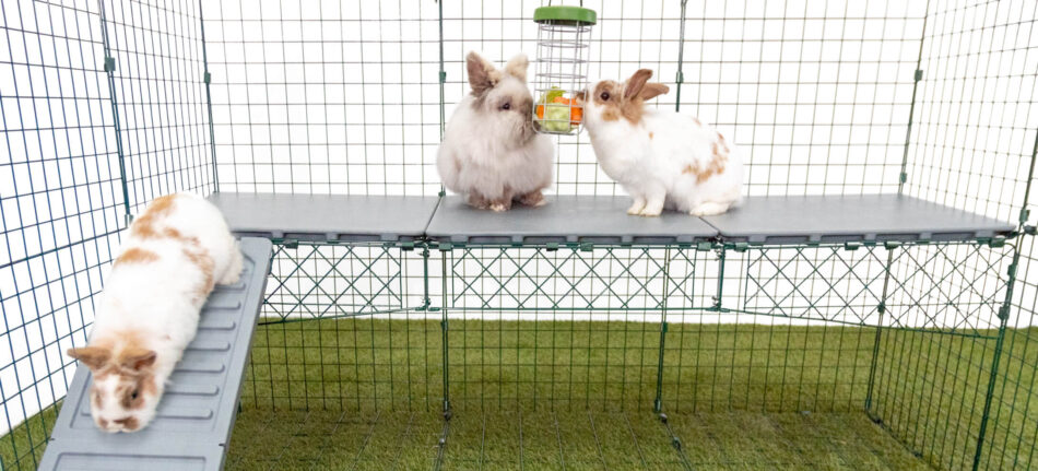 White rabbits eating from a Caddi-Rabbit-Treat-Holder-on-Zippi-Rabbit-Run-Platforms