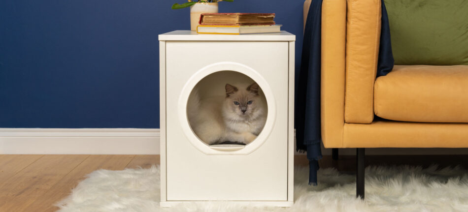 cat settling into a white maya cat house