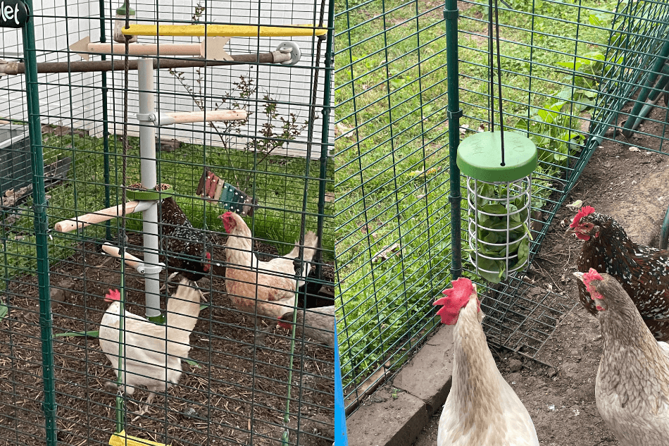 chickens playing with perch tree and treat holder