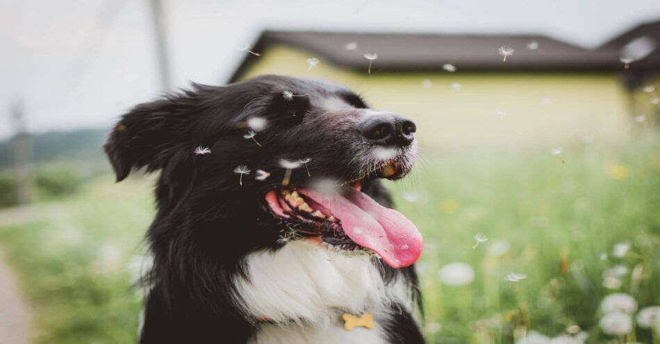 hund med öppen mun och tungan ute som omges av pollen i en solig trädgård