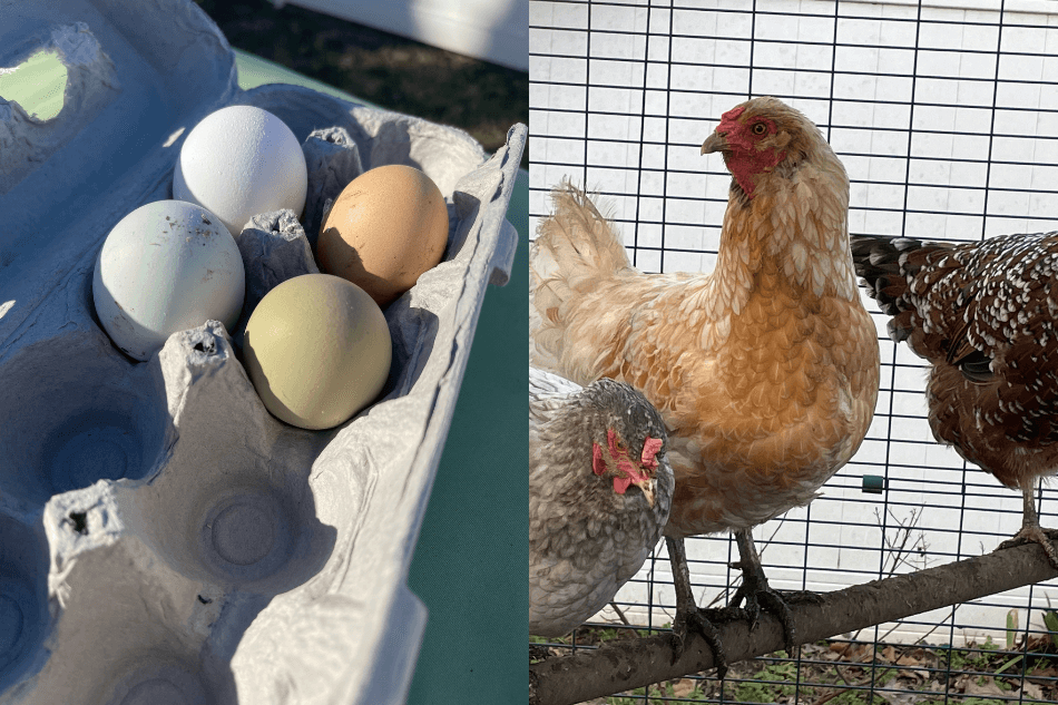 eggs in carton and chickens on omlet chicken perch