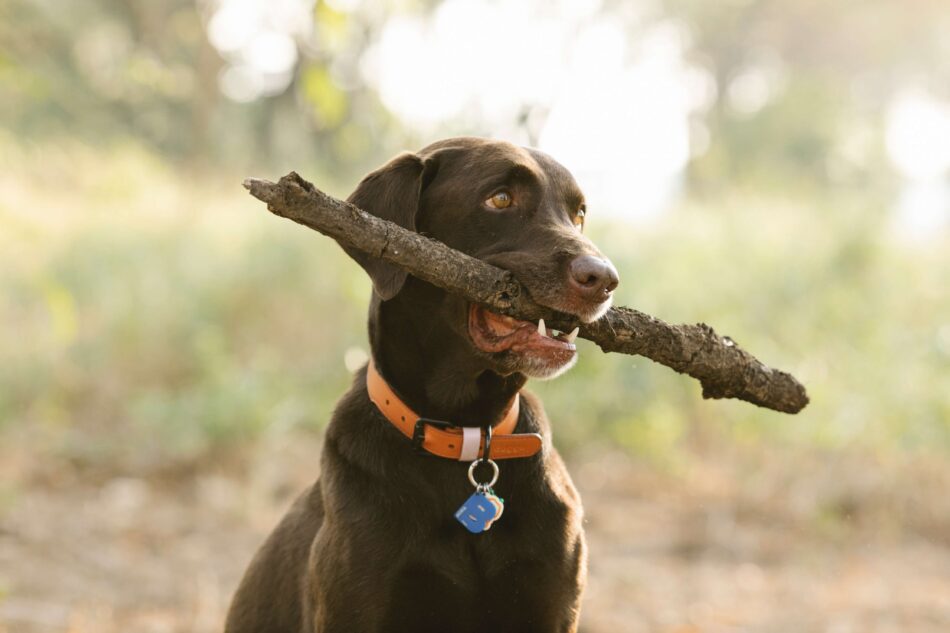 Gesunder, glücklicher Hund mit einem Stock im Maul und einem Halsband mit Hundemarke