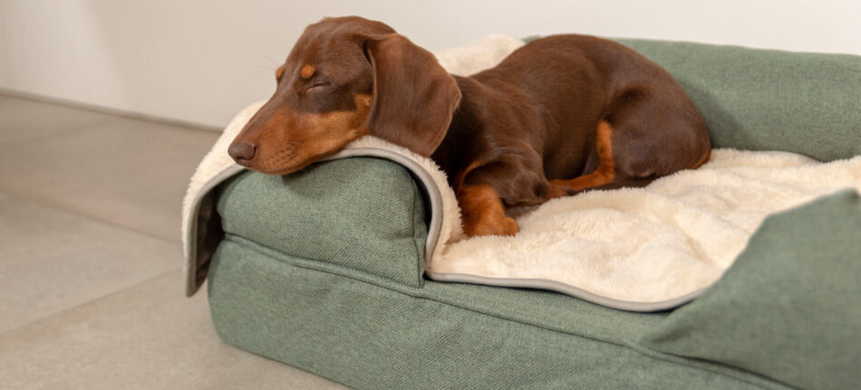 sleepy dachshund puppy on matcha green bolster dog bed and beige blanket