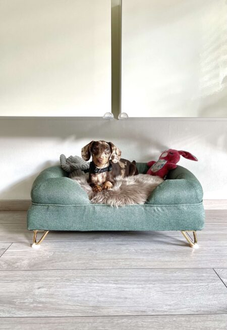 lille hund på memoryskum hundeseng med støttekant med sengeben i seng
