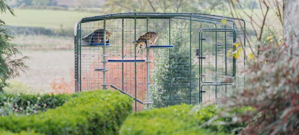 two cats playing in an omlet catio with outdoor cat tree