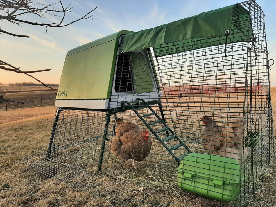 twee kippen in een verplaatsbaar eglu go up kippenhok
